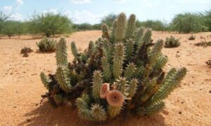 Losing Weight With Tru Hoodia