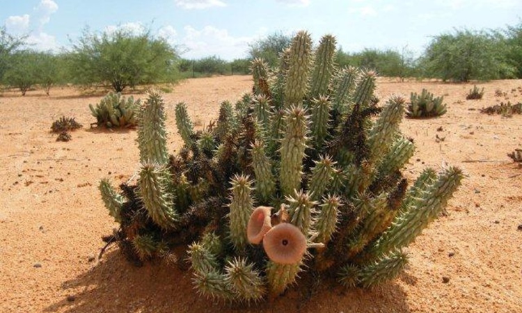 Losing Weight With Tru Hoodia
