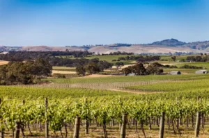 Beyond A Vines in Barossa Valley