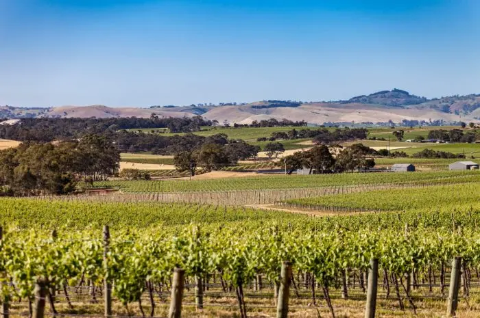 Beyond A Vines in Barossa Valley